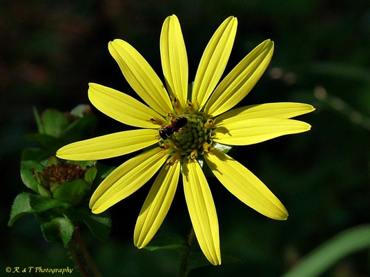 {Silphium simpsonii}